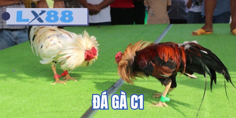 Đá gà C1