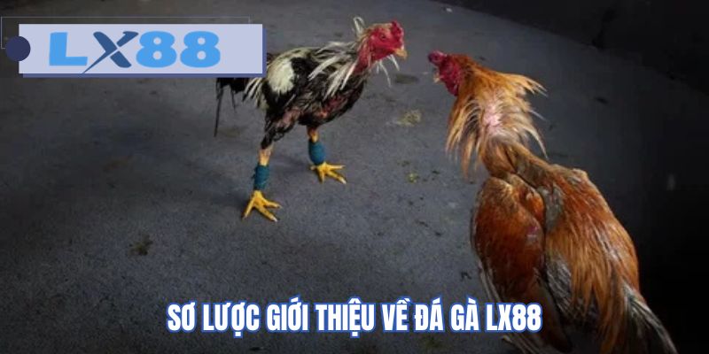 Sơ lược giới thiệu về đá gà LX88